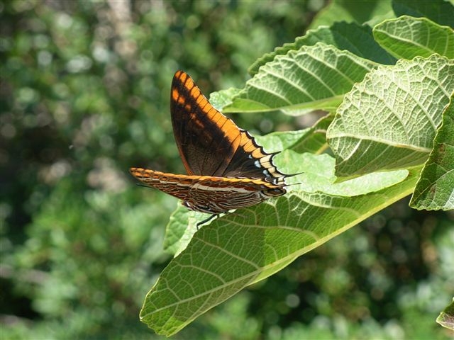 Charaxes jasius